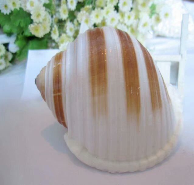 Natural Sea Snail Harmonica Spirito Harmonica 9-12 Cm Rolls Bay Bay Fish Fish Tank Building Shells-Taobao