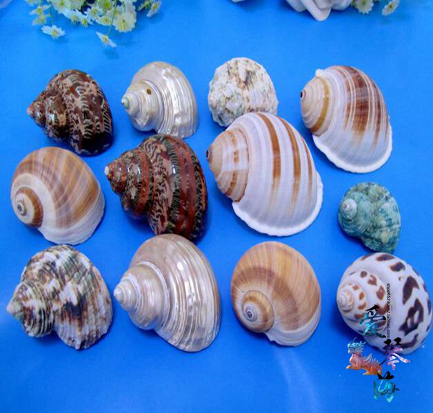 Natural Screw Shell Shell Set 12 Surrounded Coral Conceal Shell Resident Crab