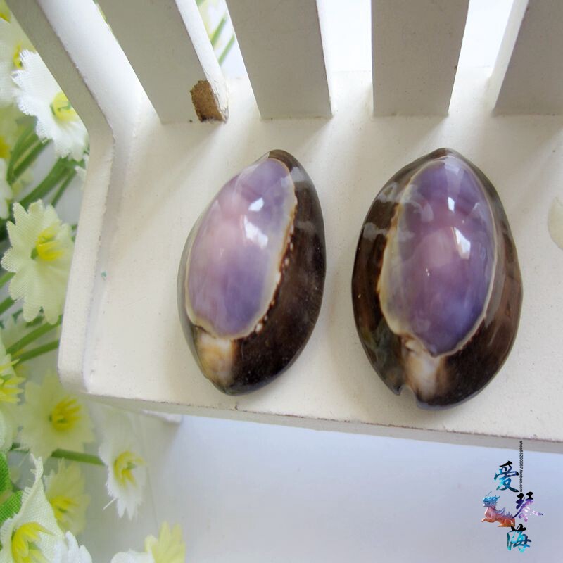 Full of 28 yuan Natural Conch Shell Purple Couple Shell 2 3 yuan