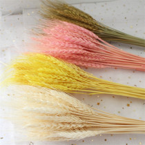 Natural dried flowers wheat wheat ears barley dried flowers pink golden wheat dried flowers home decoration shooting props