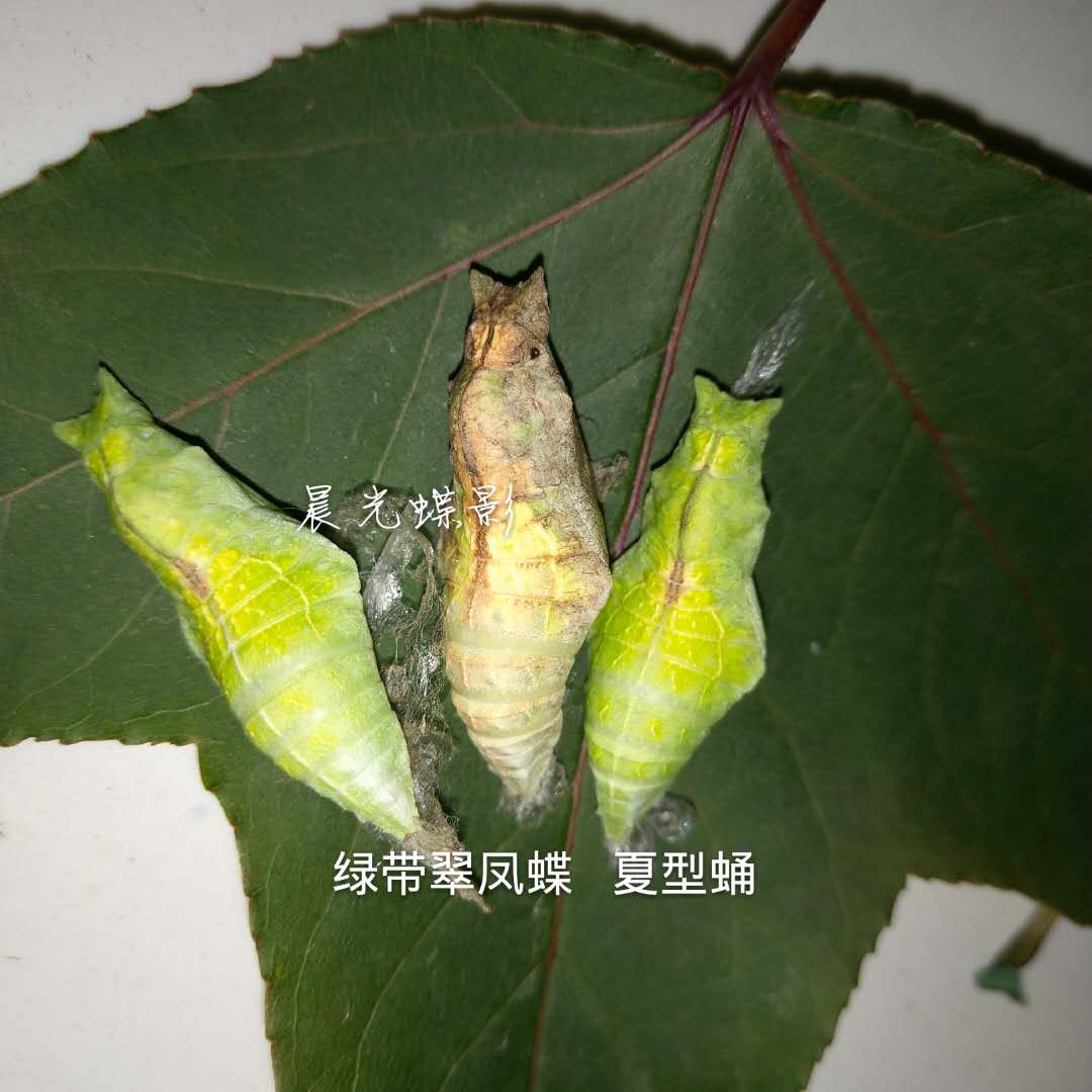 暫缺 綠帶翠鳳蝶蛹 蝶蛹順豐活蝴蝶蛹休閒新寵親子科普