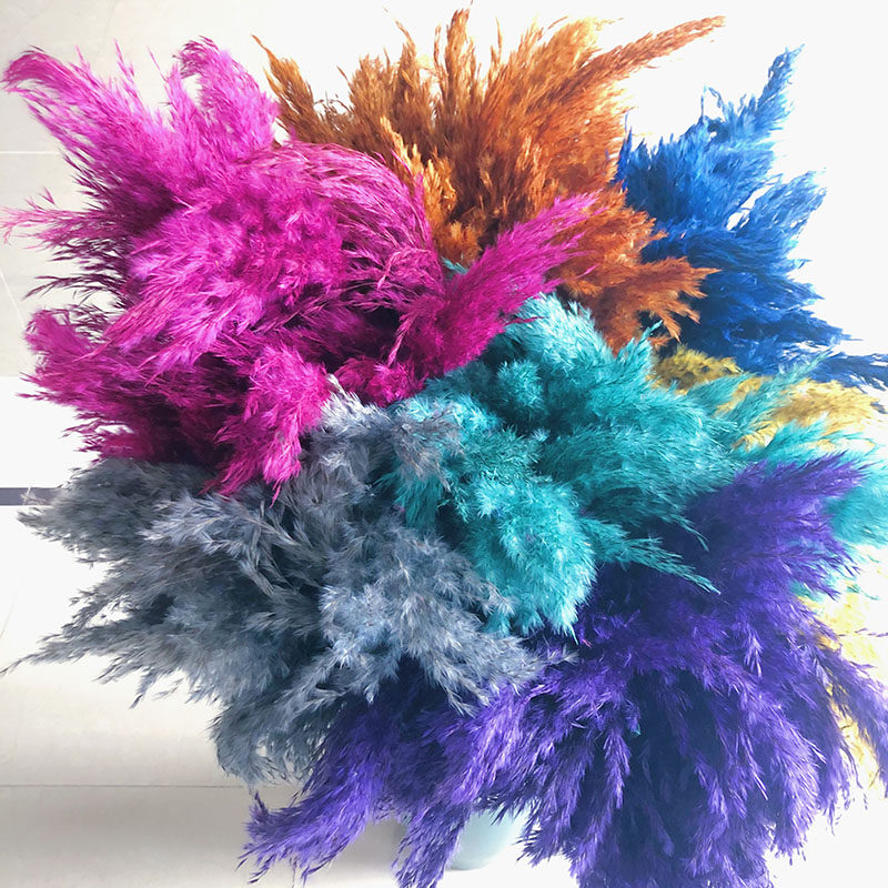 Natural flowering reed dry flower dry flower dry flower drying room decorated color dry flower bouquet in wind shooting props