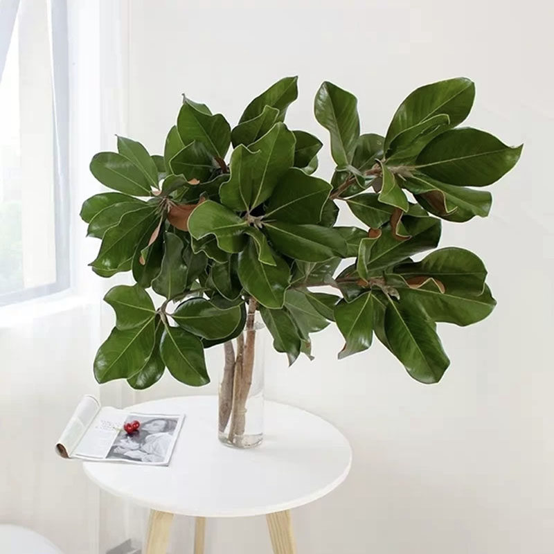 Natural domestic double-sided leaf magnolia branch wedding photography props dry flower bouquet real flower branch with leaves home homestay