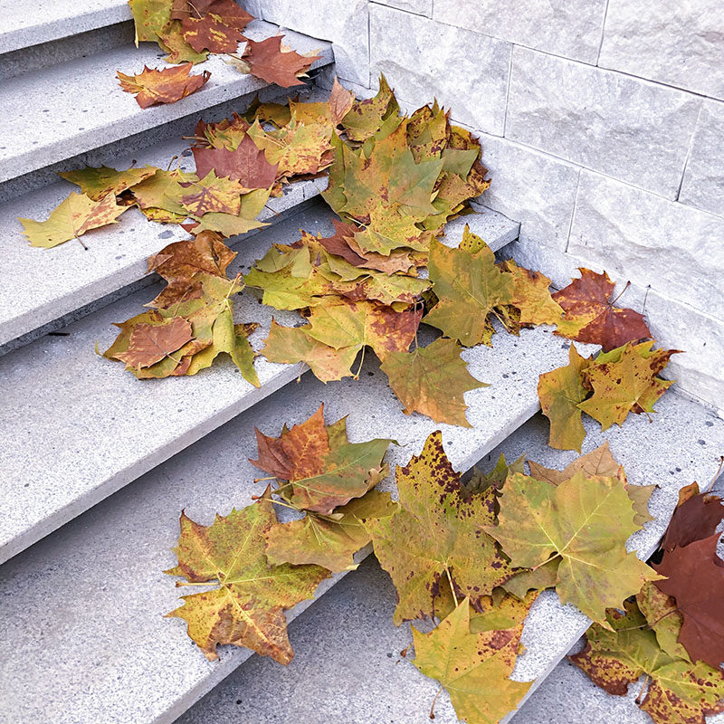 Natural real leaves French sycamore leaves maple leaf wedding photography set props decoration window forest specimens