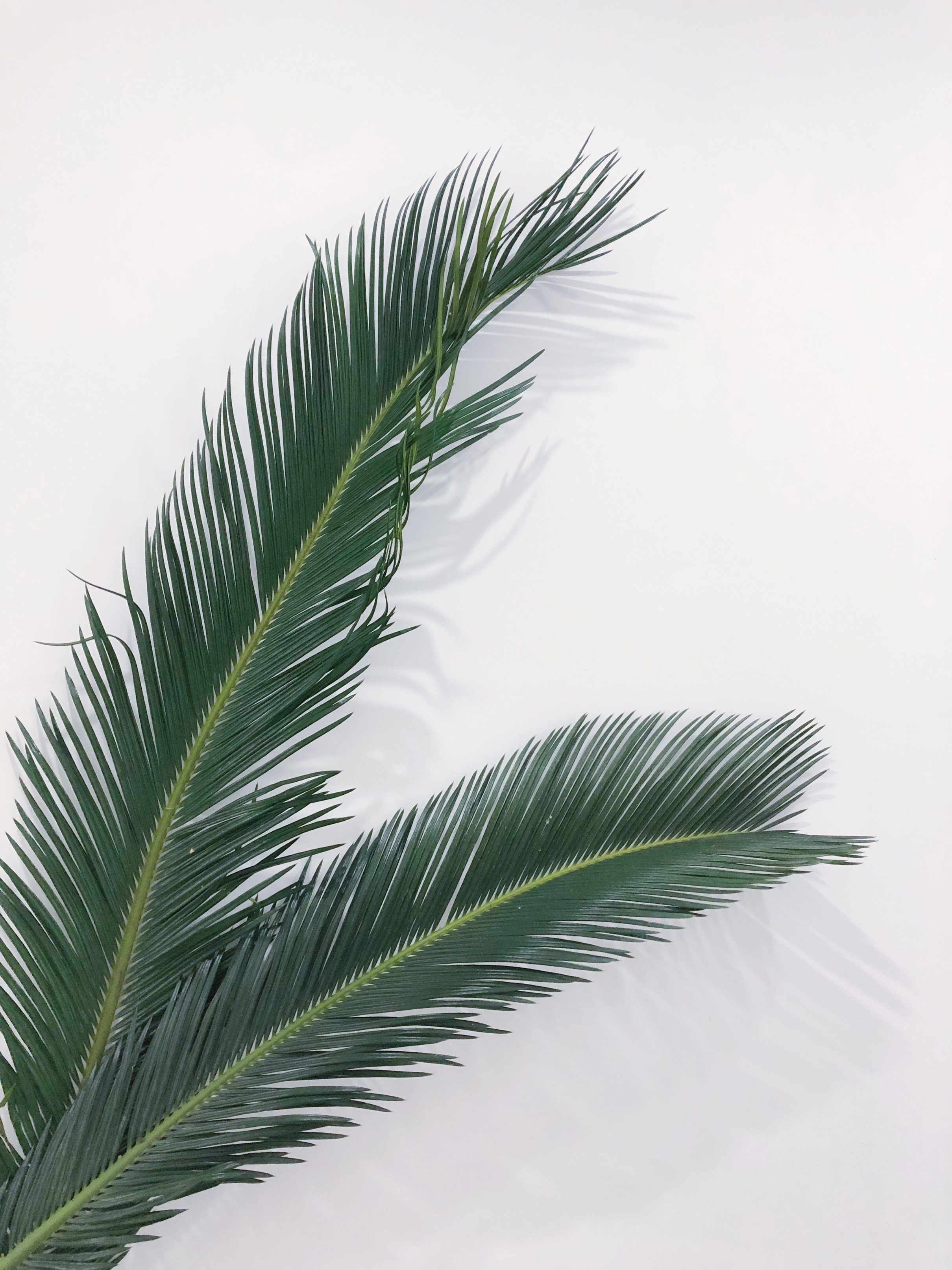 ins wedding exhibition set dry flower material natural iron leaves soft decoration background scattered sunflower leaves outdoor window decoration