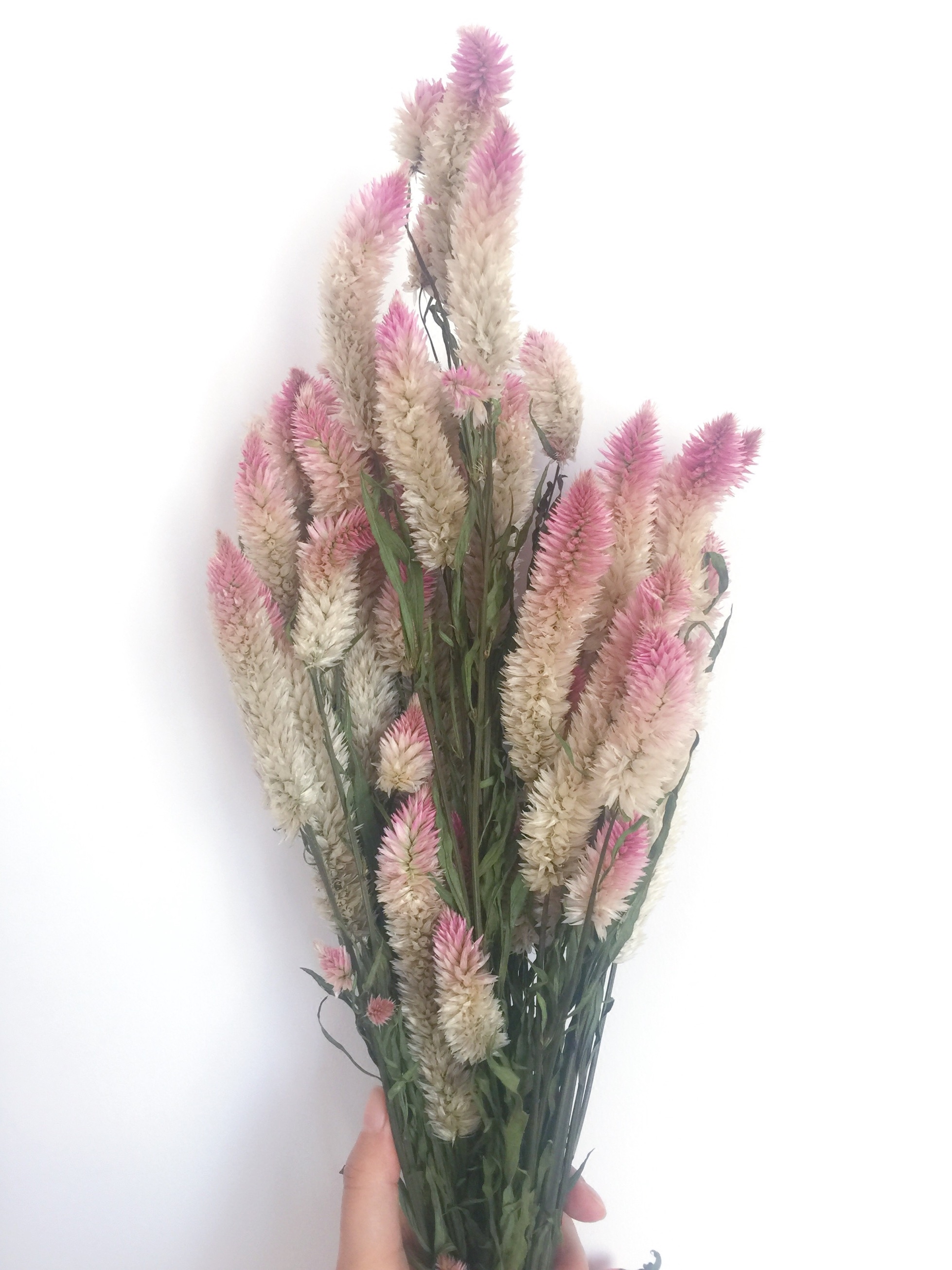 ins wind window shooting props natural primary color flower material pink gradient color air-dried multi-head phoenix flower dry flower