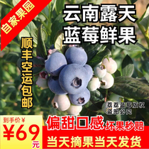 (Sweet taste) Yunnan open-air fresh blueberries are shipped by SF Express on the same day of picking and shipped on the same day