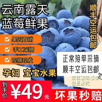 (Sour and sweet taste) SF air transports fresh blueberries from the open air at Fuxian Lake in Chengjiang Yunnan for fresh picking