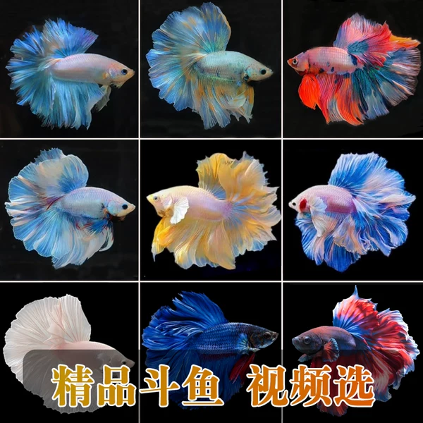 Товары от 餐饮湿巾