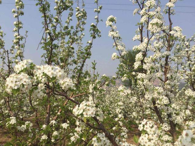 东北特产新鲜有机多汁海城南果梨南国梨产地直