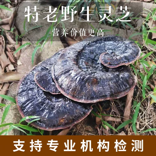 Аутентичный чистый натуральный Гуйчжоу дикий черный и фиолетовый ганодерма сухие товары целые ветви нарезанных кусочек нинцхи и вина подлинные новые товары 250g