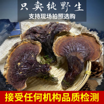 Authentic Changbai Mountain pure wild pine and fir ganoderma lucidum 100 grams can be sliced and powdered to brew wine Northeast whole branch Phnom Penh Ganoderma lucidum