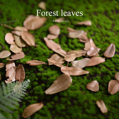 1 piece of natural leaves, 5g dried leaves, retro shooting props, photo background, and dried flower photography props