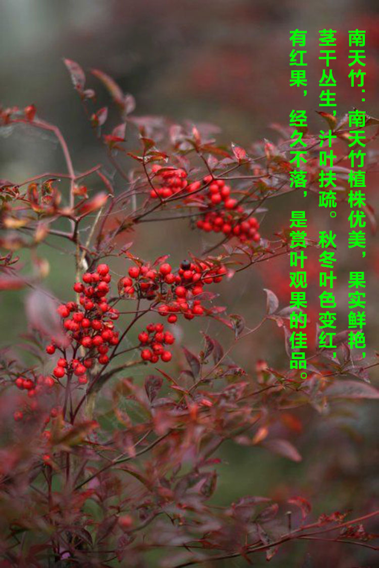南天竹樹苗室內盆景植物觀果紅葉南天竺庭院綠化紅天竹盆栽花 南天竹樹苗室內盆景植物觀果紅葉南天竺庭院綠化紅天竹盆栽花