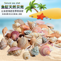 Fish tank Scenery Decoration Aquarium Seabed World Cloth View Emulation Sea Star Natural Marine Snail Shells Sea Water Cylinder Pendulum