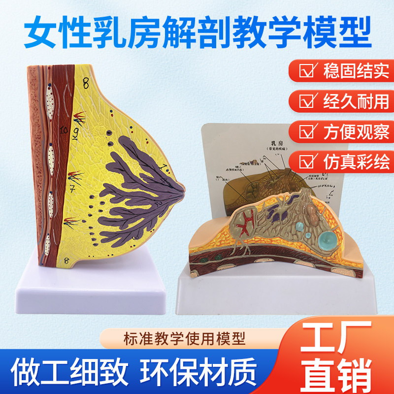 乳房模型胸模型胸部解剖模型静止期哺乳期女性乳房结构造医学教学