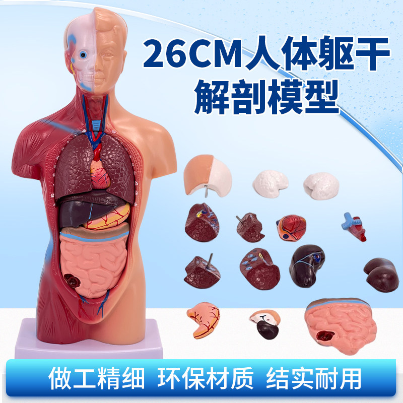 人体躯干解剖模型 28cm人体内脏解剖15件 迷你型躯干解剖儿童益智