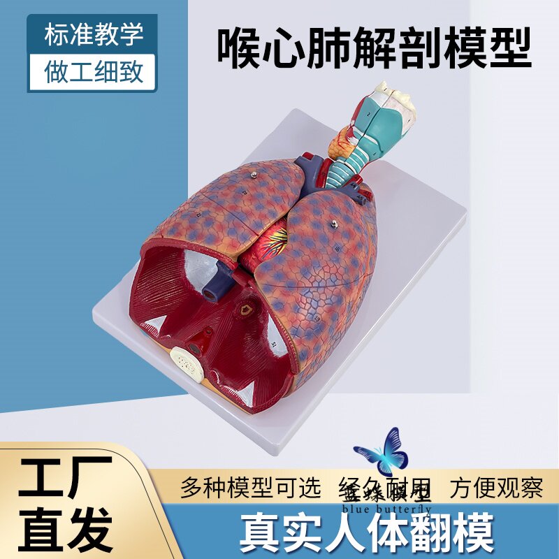 人体喉心肺解剖模型 肺段气管模型心脏模型 喉解剖 呼吸系统模型