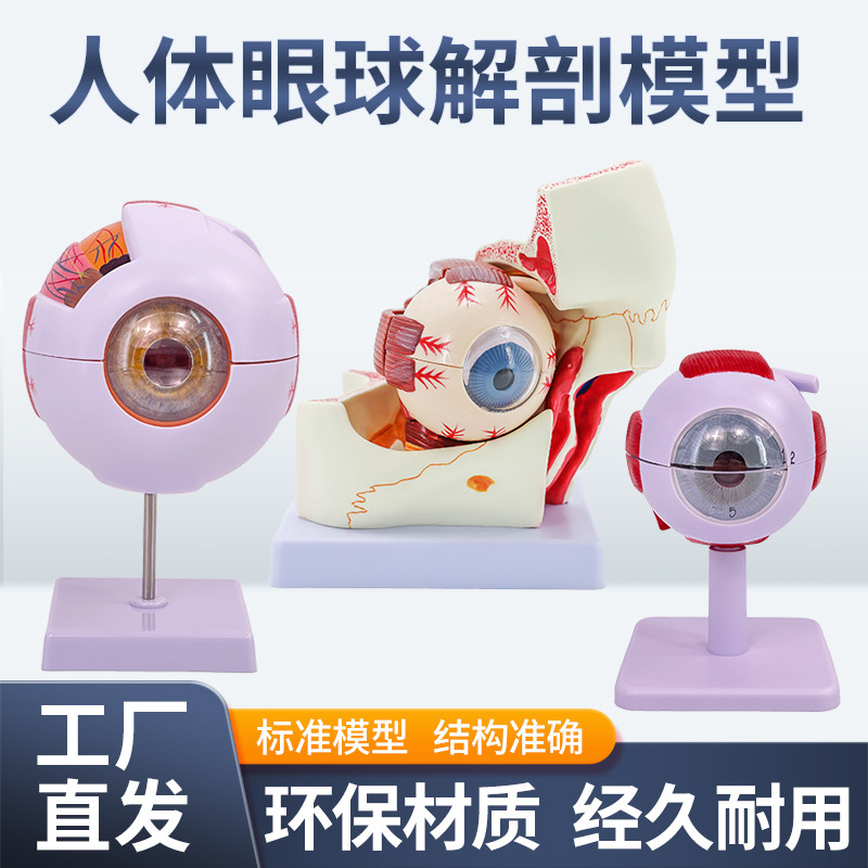 人体6倍高级眼球解剖模型 晶状体瞳孔角膜感觉器五官眼科模型