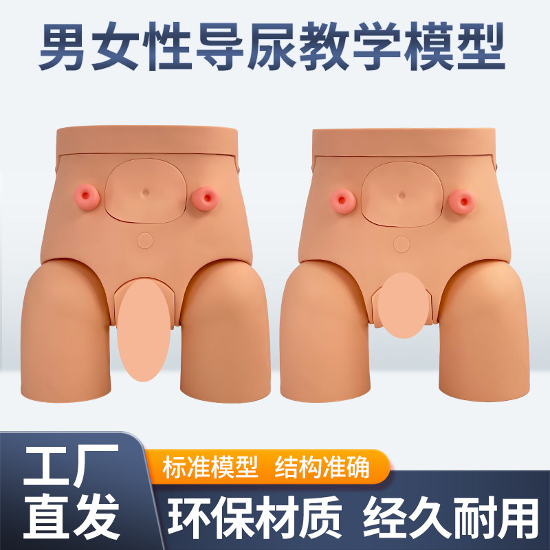 高级导尿模型 男性女性导尿模型 可男女互换 灌肠 男科妇科检查