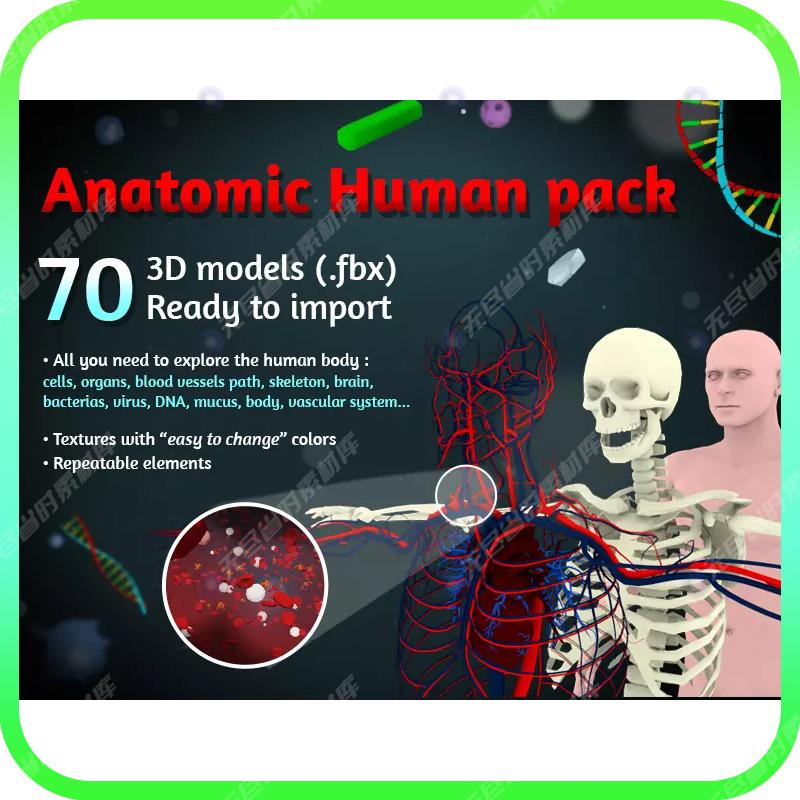 解密人体骨架模型:指尖到股骨的秘密