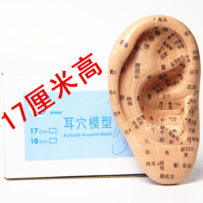 大号清晰刻字耳模型耳穴模型按摩耳膜耳穴反射区模型耳朵模型穴位
