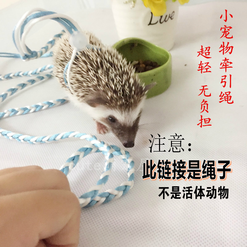 Africa Mini Hedgehog Pulls Rope Hamster Chain Son Golden Flowers Squirrels Dutch Pork Fried Rabbit Small Pets Outside With Rope-Taobao
