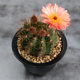 Flower field house cactus strange fairy jade dazzling beautiful jade lion king rare flowering beautiful succulent plant creative small potted plant