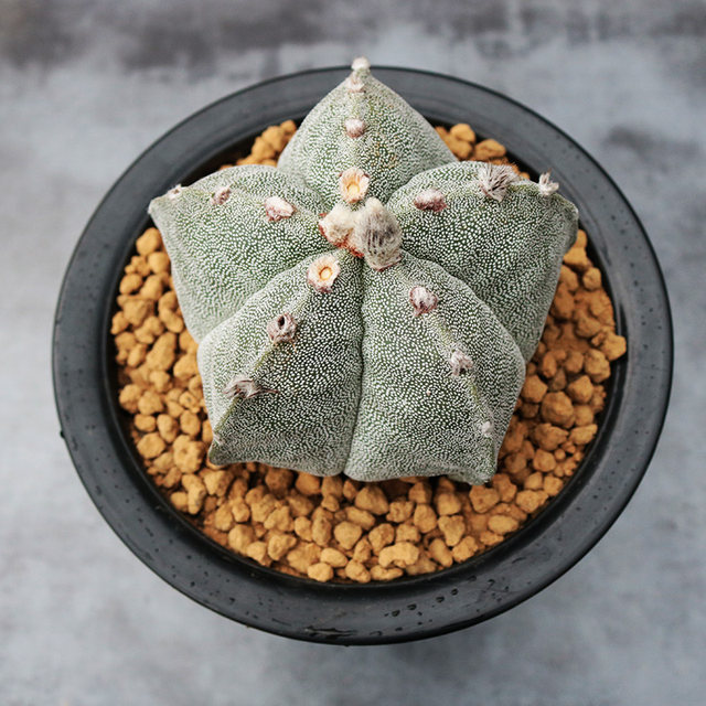 Large five-cornered phoenix jade cactus with four corners, white sand and glazed succulent plant, solid flowering plant, radiation-proof small potted plant