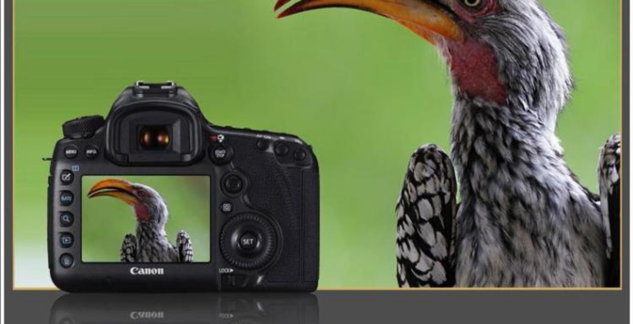 Bảo hành độc lập Canon / Canon EOS 5DS R Máy ảnh độc lập Canon 5DSR - SLR kỹ thuật số chuyên nghiệp máy fujifilm