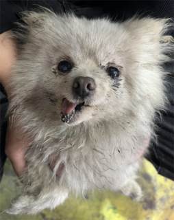 Dog food is fed online and a one-yuan donation helps stray dogs prepare cold-proof supplies to survive the cold winter and raise eight Jin in the cloud [Jin is equal to 0.5 kilograms]