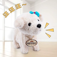 Тедди собака