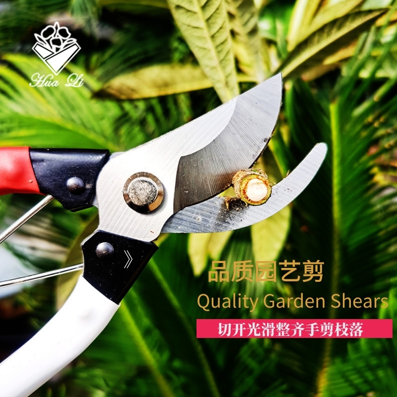 Floral scissors prunes prunes with branches cut and cut flowers branches Scissors Flower Shop Quality Materials Items Garden Scissors Gardening Supplies