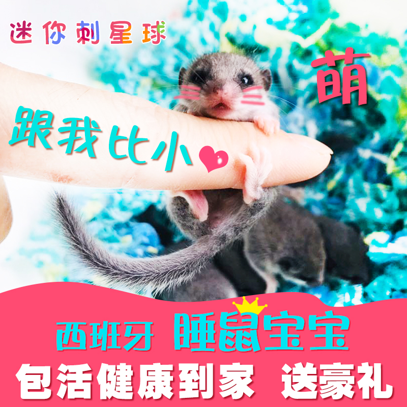 探寻西班牙睡鼠：迷你懒人宠物的新宠