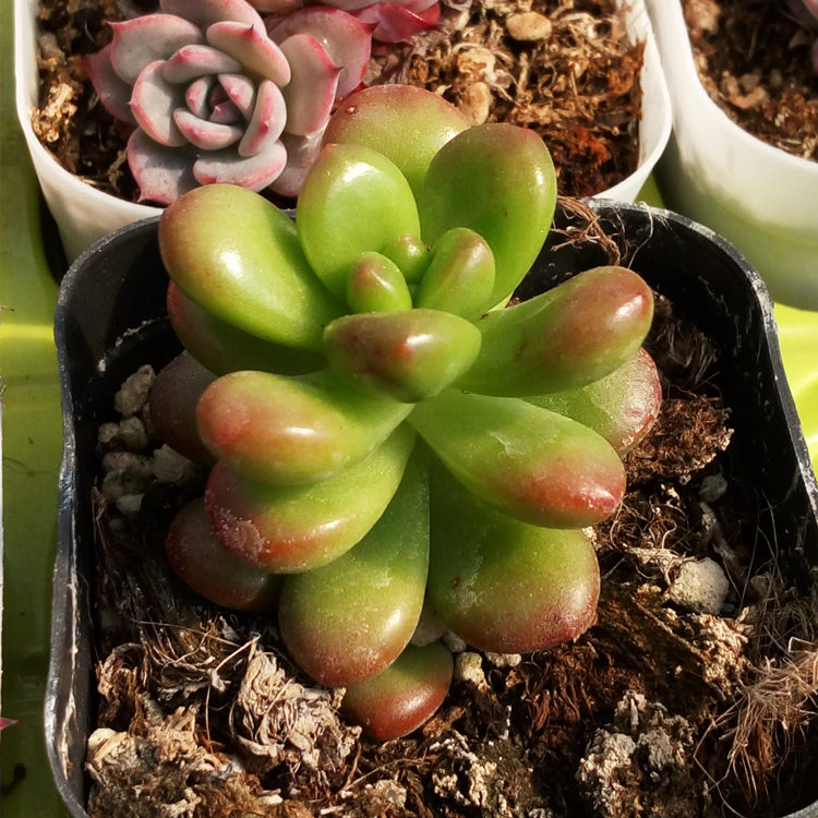 多肉植物进口多肉景天科多肉肉肉丸叶松绿老桩丸叶松之绿 世界名品 景天 植物 进口 科多肉 叶松途虎网 多肉植物进口多肉景天科多肉肉肉丸叶松绿老桩丸叶松之绿 世界名品 景天 植物 进口 科多肉 叶松途虎网