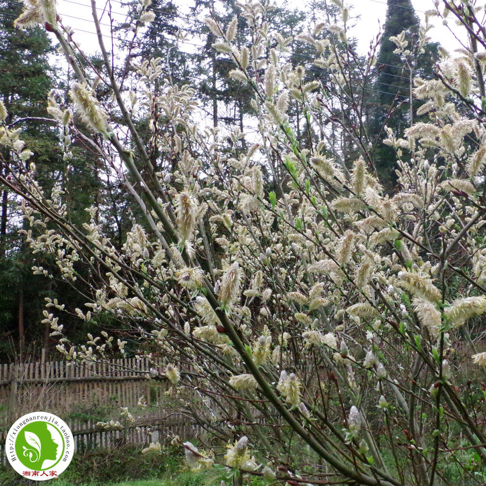 銀芽柳樹苗銀柳棉花柳苗可以開花的柳樹珍品扦插枝條大苗小苗