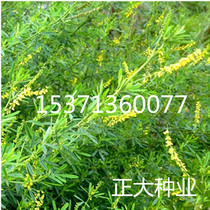 Melilotus seed grass grass seed plant yellow grass forage type green manure cold-resistant barren grass seed