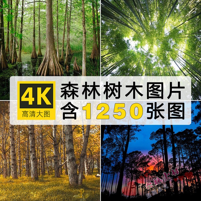 4K High-Definition Forest Tree Images Deep in the Mountains, Rainforest, Virgin Forest, Jungle, Natural Scenery Photography Photos Jpg Material