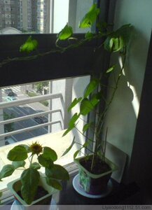 12.9元包邮 果蔬植物盆栽 四季盆栽 可食用 家庭办公室盆栽