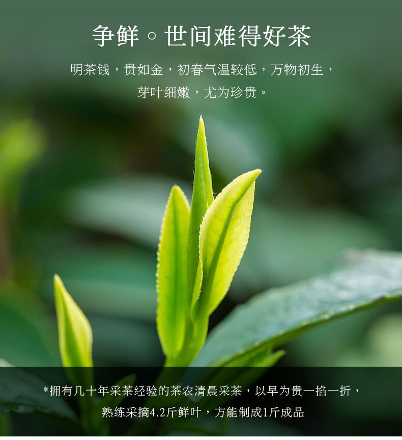 六和塔 2020新茶 明前特级 西湖龙井 200g 图6
