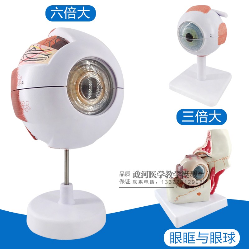 Kindergarten Primary School Science Exploration Toy Teaching Aids Physiological Human Organs Eye Eyeball Model Teaching Toys