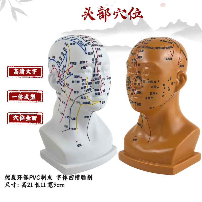 头部针灸经络穴位模型四功能腧穴头部按摩模型头针灸穴位模型头