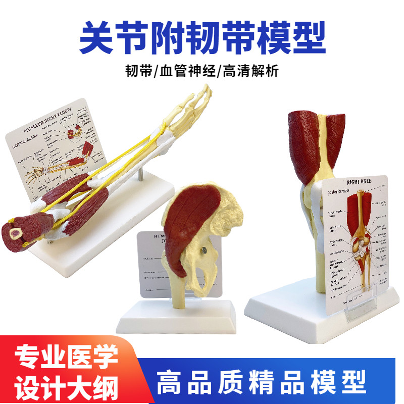 人体膝关节骨骼模型髋关节功能结构上肢肌肉手臂附血管韧带组织