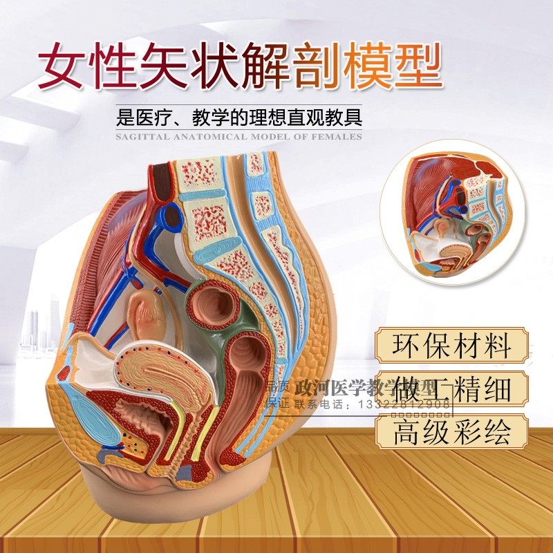 计生模型 女性生殖泌尿盆腔系统模型女性骨盆 女性盆腔 矢状解剖