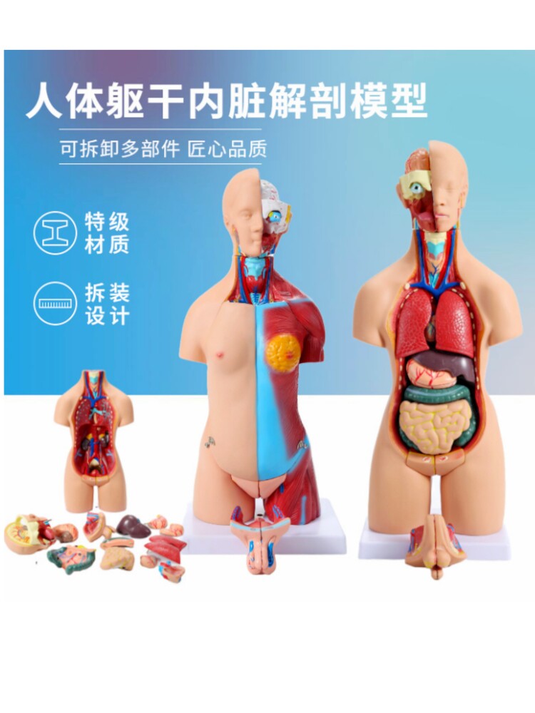 人体模型28Cm55Cm躯干人体内脏心脏解剖模型医学教具骨骼教育玩具