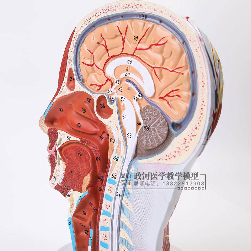 人體頭頭部淺表神經血管模型，頭部矢狀剖面切面附血管神經模型