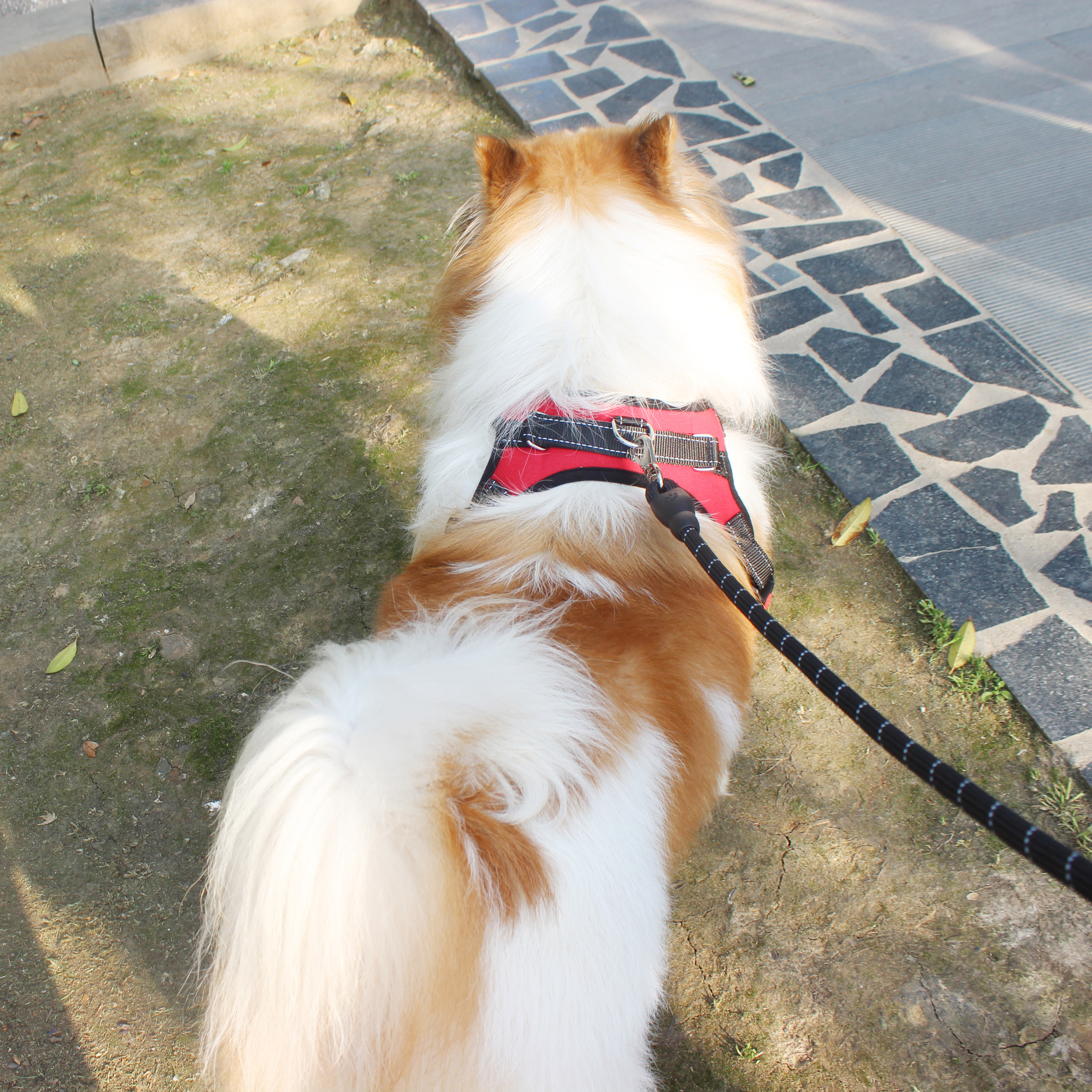 柯基犬拉布拉多牽引繩背心式中型狗繩子比熊狗狗牽引繩防爆衝遛狗