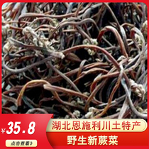 Hubei Enshi Lichuan native alpine characteristics of the original ecology of alpine wild new fern