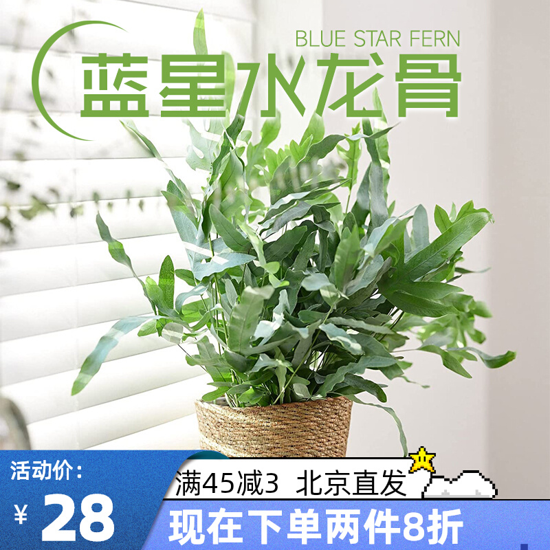 Blue Star Water Keel Fern Blue Star Fern Antula Fern Finished Net Red Indoor Plant Green Plant Green Planting Potted Plant plant resistant to drought