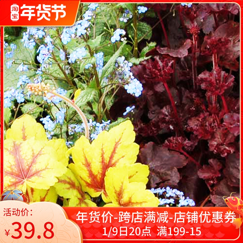 Green plant Alum root seedlings four seasons foliage color leaf garden perennial growth shade-tolerant plant balcony potted